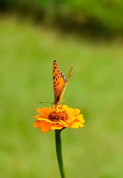 Портрет Насекомого Бабочки Семьи Кистоногих Сидящих Цветке — стоковое фото