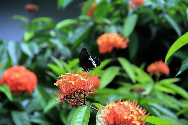 Detailní Záběr Obyčejného Mormonského Motýla Letícího Červených Květinách Krásné Papilio — Stock fotografie