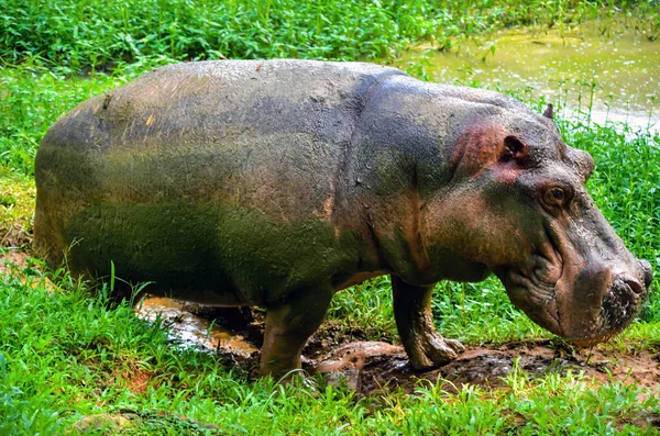 Monstro Hipopótamo Hipopótamo Andando Para Cima Piscina Água Lago Busca — Fotografia de Stock