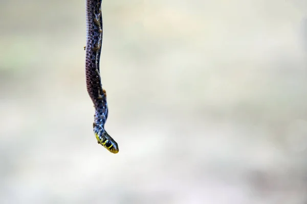 Serpiente Negra Venenosa Colgando Del Techo Del Árbol Hasta Suelo — Foto de Stock