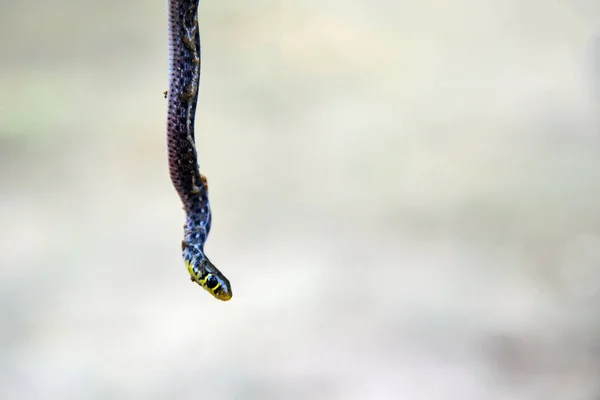 毒蛇从天花板或树上吊在地上 死蛇倒挂着 毒蛇看着摄像机 试图抓拍 — 图库照片