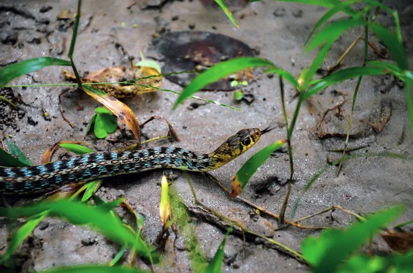 Egy Kígyó Közelsége Mászik Felszínen Mérges Kígyó Csúszkál Villás Nyelvvel — Stock Fotó