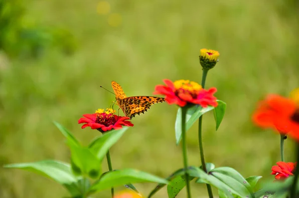 Bela Borboleta Fritilária Indiana Sentada Nas Flores Borboleta Vírgula Asiática — Fotografia de Stock