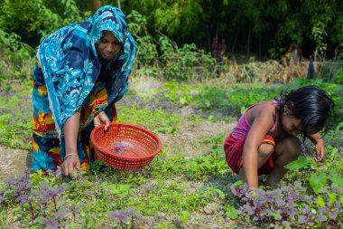 Gowainghat, Bangladeş - 06 Kasım 2019: Bir kadın ve kızı çiftlik bahçesinden yeşillikleri topluyor. Bir anne ve çocuk beslenme desteği olarak ıspanak, hipoterb veya kamyon topluyor..