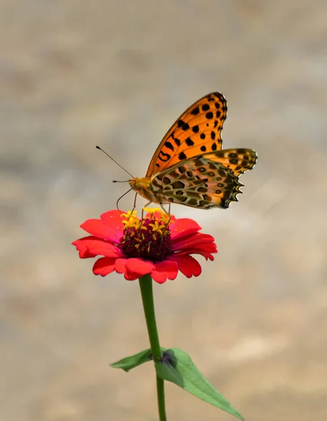 인도의 프레스 아시아계 아시아계 나비의 곤충을 클로즈업하여 주니아 꽃에서 모은다 — 스톡 사진