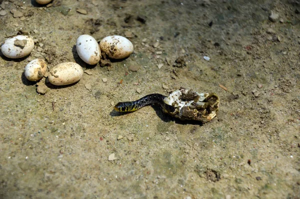 Closeup Recém Nascido Cobra Venenosa Eclodindo Ovo Rhabdophis Tigrinus Cobra — Fotografia de Stock