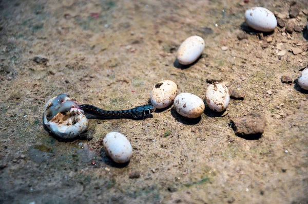 Крупный План Размножения Ядовитой Черной Змеи Змеиного Яйца Яйца Змеи — стоковое фото