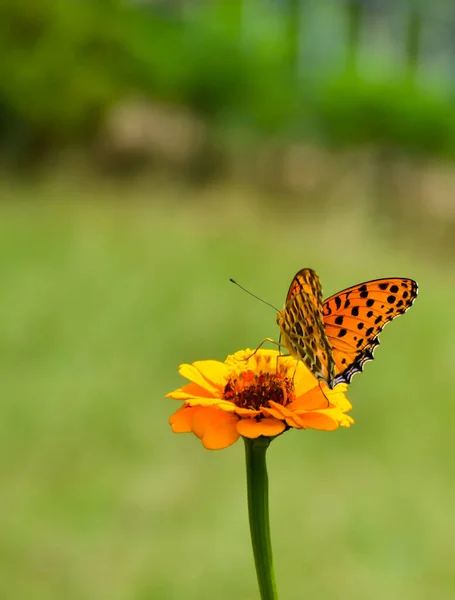 Close Uma Borboleta Fritilária Indiana Coletando Mel Das Flores Ixora — Fotografia de Stock