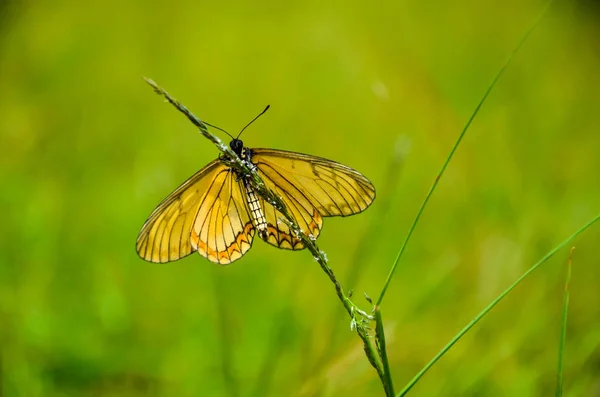 아카이아 벌레나 풀밭에 Heliconiinae 나비의 아름다운 아카이아 나비가 — 스톡 사진