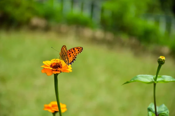 Bela Argynnis Hiperbius Escova Borboleta Sentado Flor — Fotografia de Stock