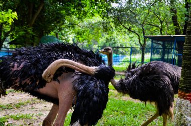 Devekuşu ya da kısaca devekuşları arka planda yeşil ağaçlara karşı uzun başlarıyla ayakta durup kaşınıyorlar.
