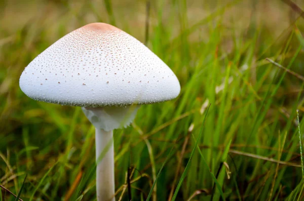 Closeup of a false parasol mushroom, chlorophyllum molybdites or green-spored lepiota and vomiter in the grass field. Beautiful parasol mushroom or wild mushroom grown in the green field of grasses.