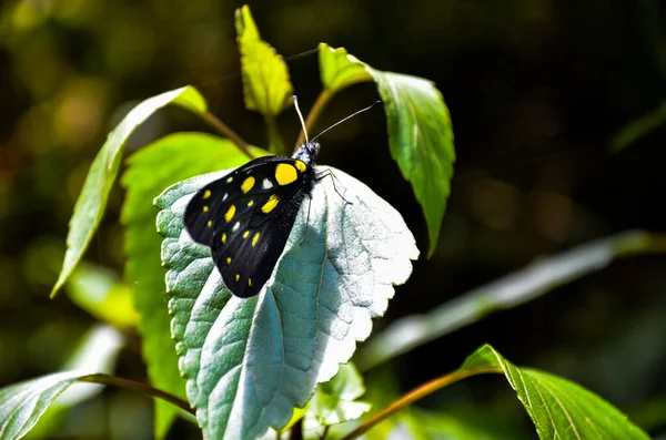 Крупный План Delias Pasithoe Butterfly Бабочки Jezebel Семейства Pieridae Сидящих — стоковое фото