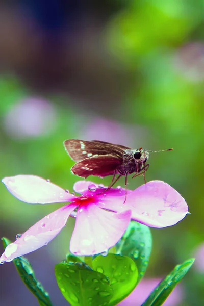 Portrait of a grass skipper or branded skippers butterfly sitting on the rose periwinkle or old maid graveyard plant. Small branded swift butterfly resting on pink periwinkle flowers.