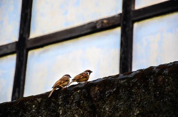 Großaufnahme Von Ein Paar Eurasischen Spatzenvögeln Die Auf Der Steinmauer — Stockfoto