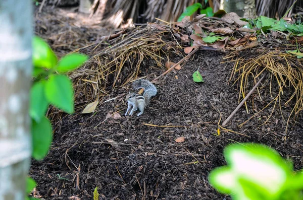 Selective Focus Chipmunks Striped Rodents Family Sciuridae Looking Camera Closeup — стоковое фото