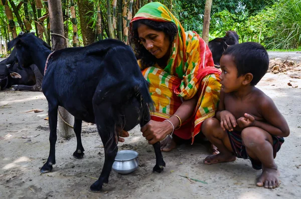 Chatmohar, Bangladesh - July 25, 2012: A woman from the rural village collecting goat's milk from the black Bengal goat. Goats milk for nutrition supplement for the family. Women and son collecting goat milk