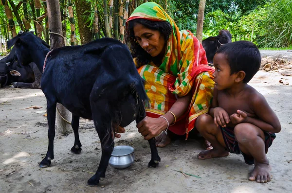 Chatmohar Bangladesh July 2012 Woman Rural Village Collecting Goat Milk — Stockfoto