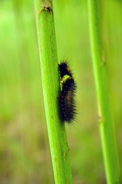 The common anthelid moth caterpillar walking up on the green jute plant. Black hairy garden caterpillar natural transformation into parts on jute tree