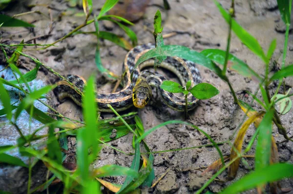 Buff Striped Keelback Snake Posed Snap Coming Out Hole Non — Stock Photo, Image