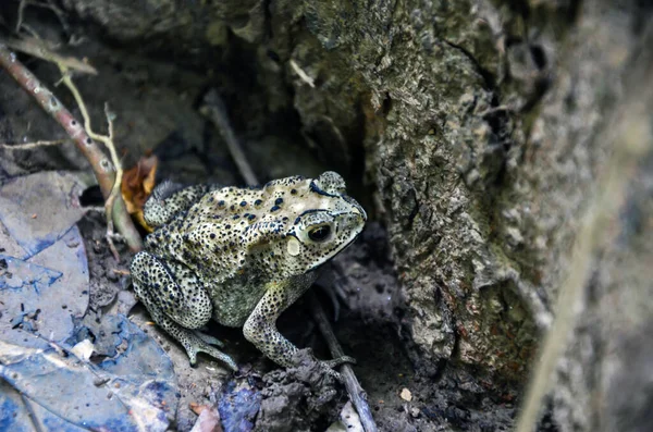 Closeup of Asian common toad amphibian animal hiding in the tree trunk. A duttaphrynus melanostictus, Asian black-spined toad, spectacled frog, sunda toad, or Javanese frog resting in the ground.