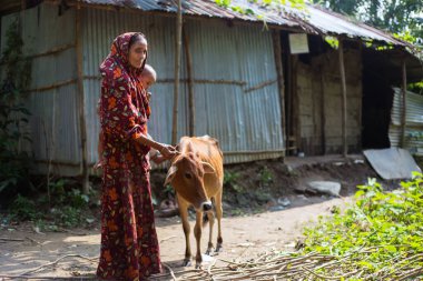 Gowainghat, Bangladeş - 06 Kasım 2019: İnek ipini tutan bir kadın. Zavallı kadın ineğine bakıyor ve otlamak için çayıra gidiyor.