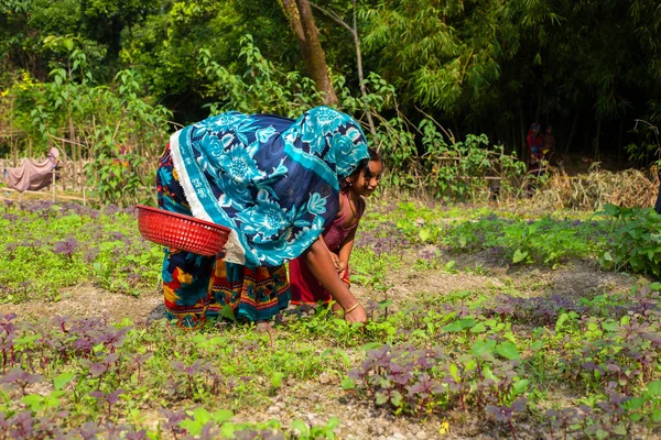 Gowainghat Bangladesz Listopada 2019 Kobieta Dziecko Szczęśliwie Zbierają Liście Zieleni — Zdjęcie stockowe