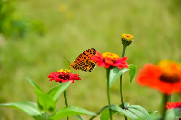 Selektivní Zaměření Indické Fritillary Motýla Sedí Běžné Zinnia Nebo Elegantní — Stock fotografie