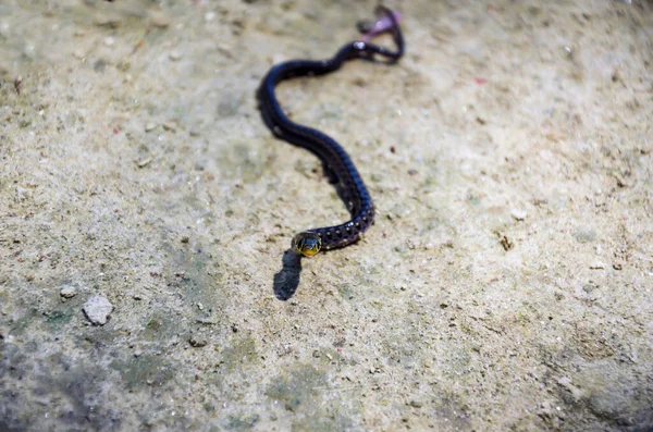 Closeup Rabdophis Tigrinus Kkotbaem Yamakagashi Serpente Rastejando Chão Arenoso Venomous — Fotografia de Stock