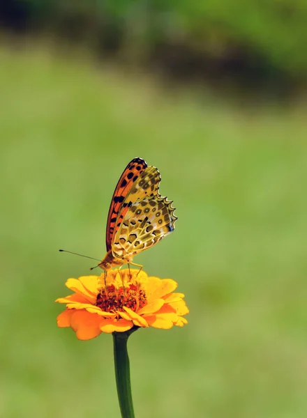 Boční Pohled Indické Fritillary Motýla Nymfalid Nebo Kartáčové Nohy Rodiny — Stock fotografie