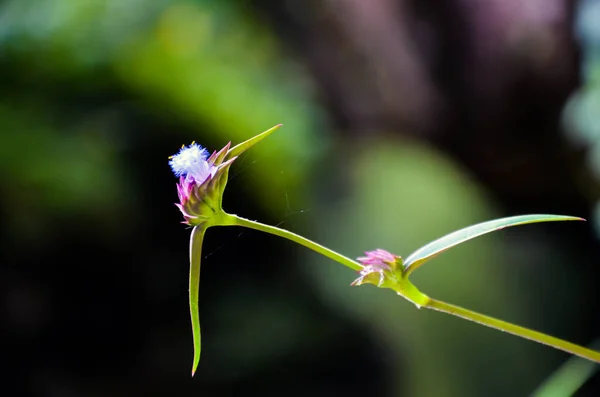 Closeup Uma Flor Florescendo Cyanotis Fasciculata Também Conhecido Como Grama — Fotografia de Stock