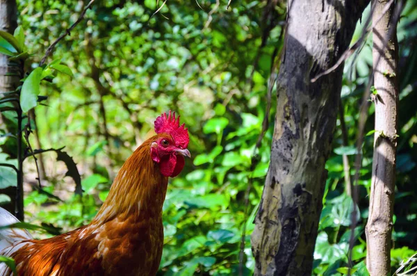Gros Plan Poulet Domestique Une Bite Recherche Nourriture Dans Jungle — Photo