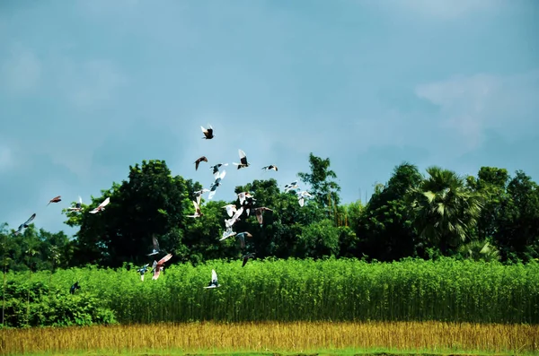 Freedom birds flying in a natural landscape of a village. Home doves or domestic pigeons flying above the jute plants against the blue sky