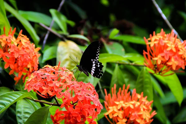 Gros Plan Mormon Commun Papilio Polytes Swallowtail Butterfly Collecting Food — Photo