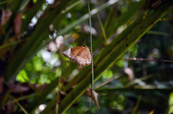 Κοντινό Πλάνο Ενός Κοινού Έντομα Palmfly Κρέμεται Στο Φύλλο Του — Φωτογραφία Αρχείου