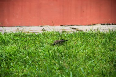 Kaplumbağa güvercini ya da yerdeki böcek ya da otları yiyen Avrupa kaplumbağa güvercini üzerine odaklanın. Yaklaş benekli güvercin yiyecek için yanıyor ve yeşil çimenlerde yürüyor..