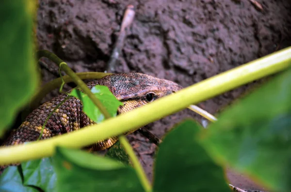 Selective focus on a water monitor, land monitor, gui shaap, reptile, land lizard or yellow monitor looking at the camera with danger look in the jungle.