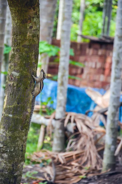 一只北方棕榈松鼠 五只带条纹的棕榈鼠或印度棕榈鼠爬上村子里的长树的尸体 — 图库照片