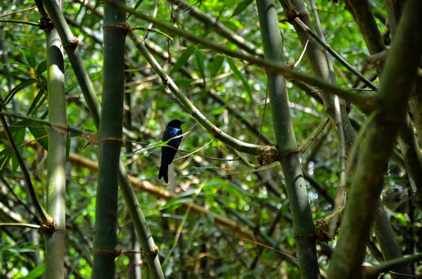 Bamboo Bush Black Bird Sitting Tree Branch Bamboo Forest — 스톡 사진
