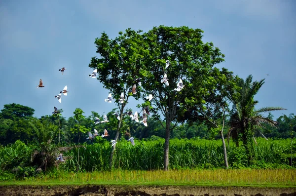 一群家鸽在树上迎着绿树飞翔 自由飞翔的小鸟 鸽子或家鸽 — 图库照片