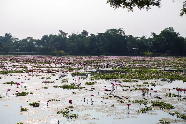 Freshwater Nymphaeaceae Flower Garden Beautiful Water Lilies Flowers Floating Lake — 图库照片