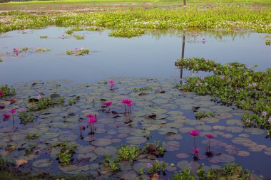 Nilüferlerin ve sümbüllerin gölde yüzerken yüksek açılı görüntüsü. Güzel su yaprakları ve sümbüller köy göletinde sürüklenmeyi planlıyor.