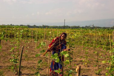 Taherpur, Bangladesh - November 05, 2019: Self-sustainability of a woman cultivating vegetables in the lands and creating a sustainable income source. Village woman preparing wire fence for vegetables to grow.