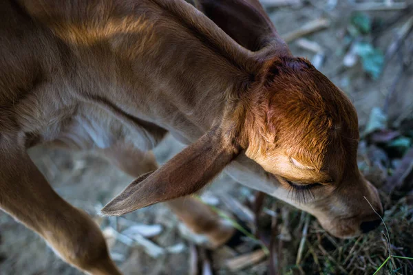 A baby cow head eating grass from the land. A calf eyebrow. A heifer or bull calf exploring the earth after born.