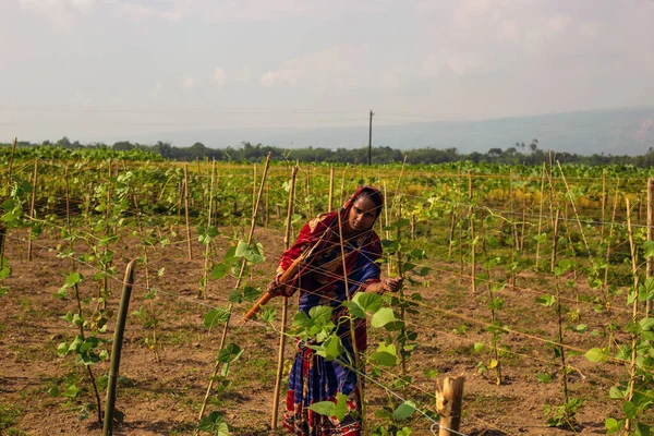 Taherpur, Bangladesh - November 05, 2019: Self-sustainability of a woman cultivating vegetables in the lands and creating a sustainable income source. Village woman preparing wire fence for vegetables to grow.