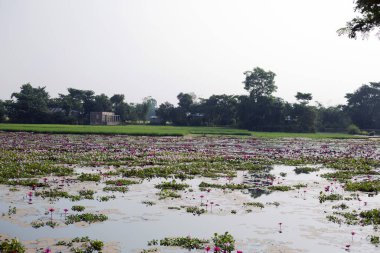 Uzak bir köyün güzel manzarası. Gölette yaprakları ve sümbülleri olan renkli nilüferler. Göldeki nilüfer çiçekleri bahçesi.