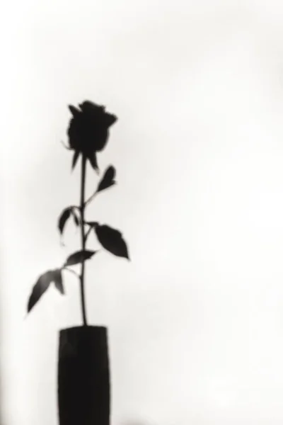 Sombra de uma rosa em um vaso em um fundo branco — Fotografia de Stock