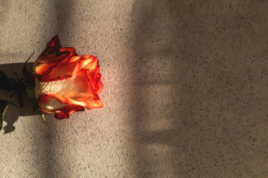 Sudaki kırmızı ve beyaz gül gri dokulu arka planda yatar. Sert güneşten gelen gölgeler, metin yeri olan şenlikli konsept, üst görünüm.