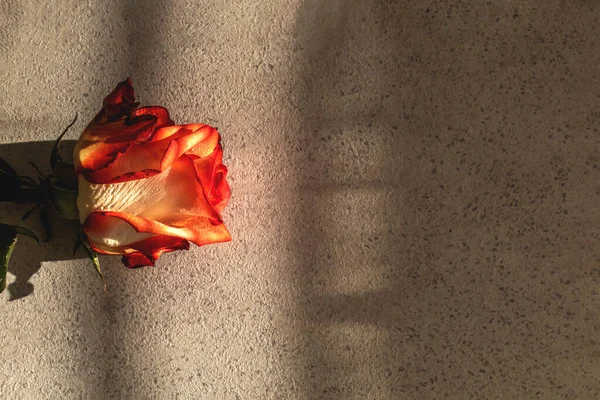 Sudaki kırmızı ve beyaz gül gri dokulu arka planda yatar. Sert güneşten gelen gölgeler, metin yeri olan şenlikli konsept, üst görünüm.