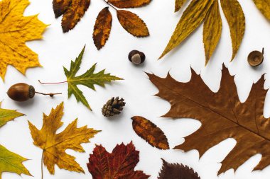 Sonbahar arkaplanı için ilginç bir fikir. Renkli, kuru yapraklar, koni, kestane ve meşe palamudu ile beyaz arka plan, üst görünüm.